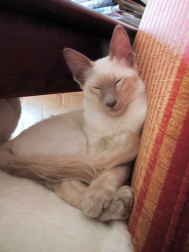 a white cat is sleeping on the couch