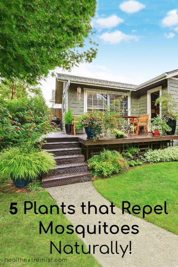 a house with the words 5 plants that repel mosquitos naturally