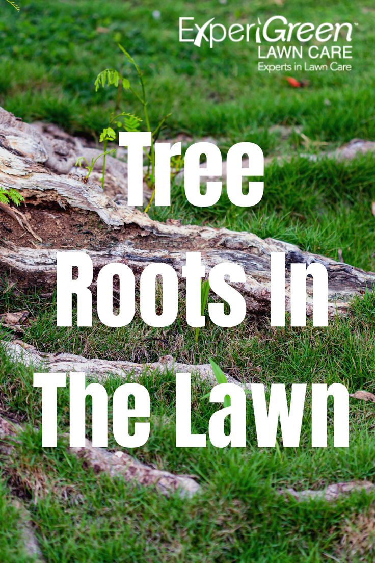 the words tree roots in the lawn are shown