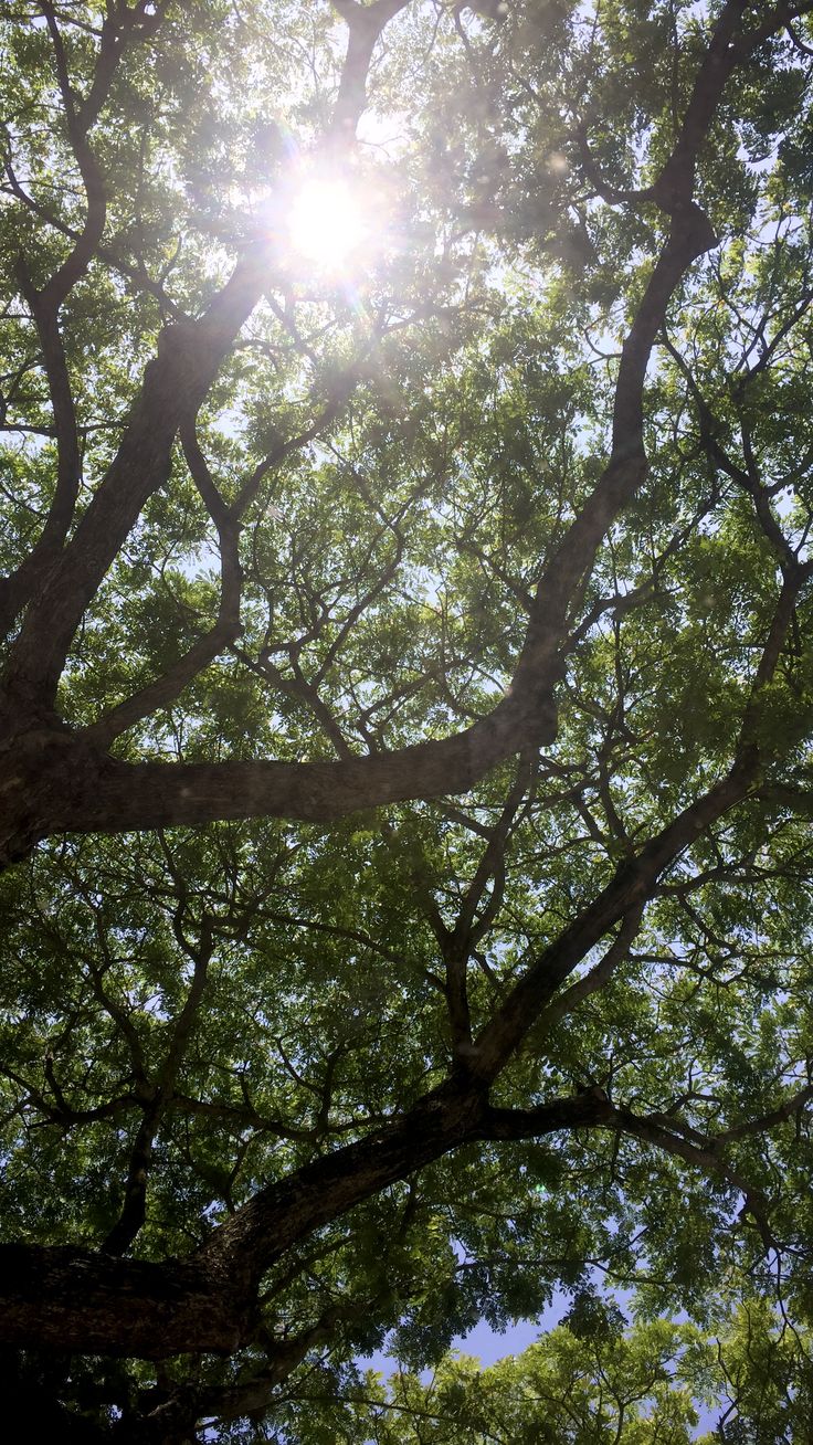 the sun shines through the branches of trees