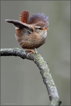 a small bird sitting on top of a tree branch