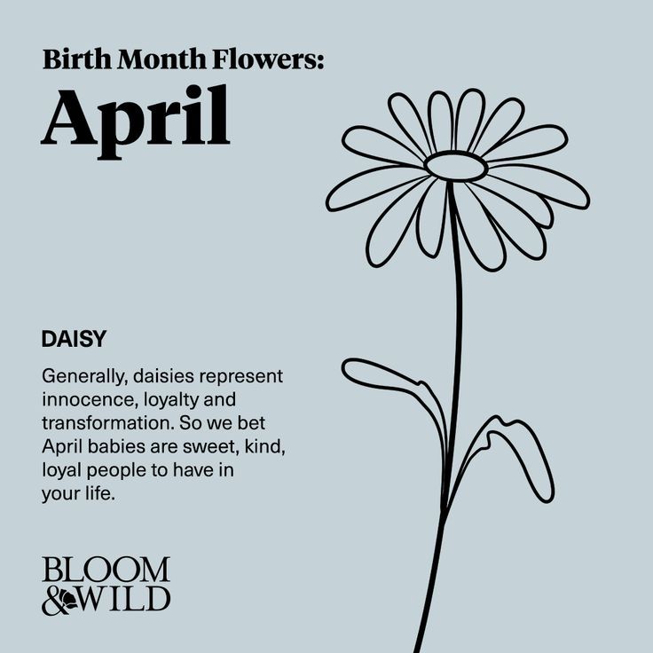 a flower with the words birth month flowers, and an image of a daisy on it