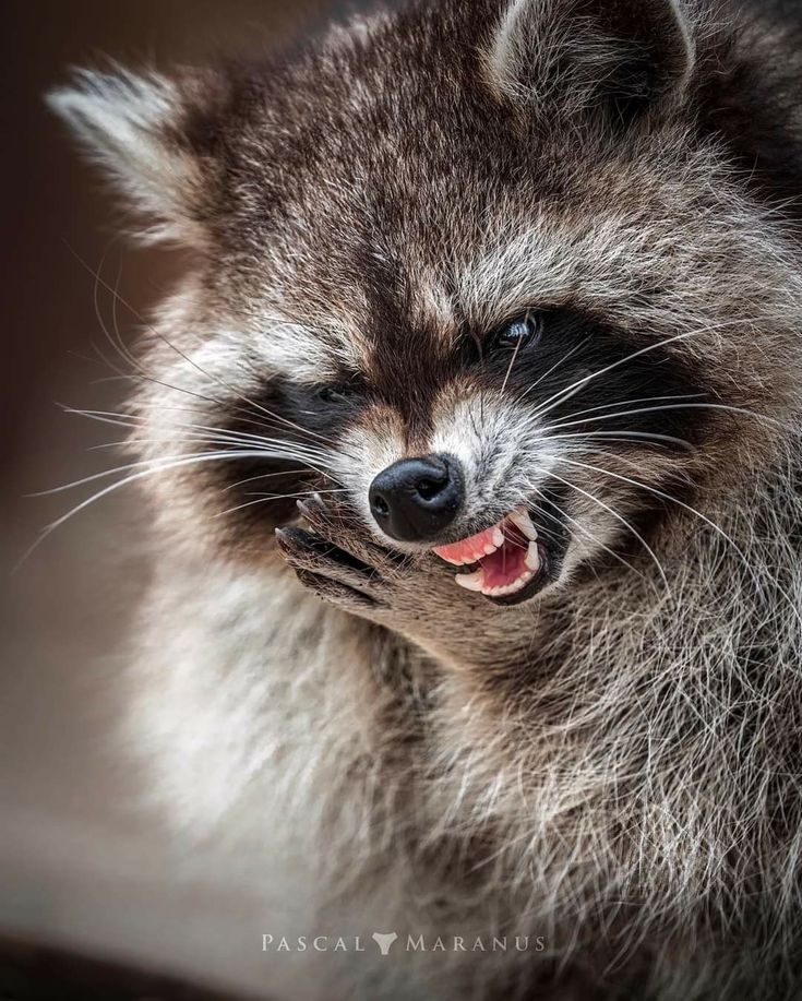 a raccoon with its mouth open and it's tongue out