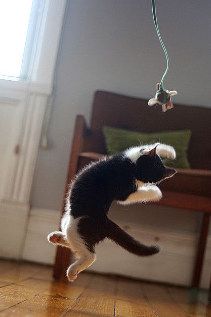 a black and white cat jumping up into the air to catch a toy on a string