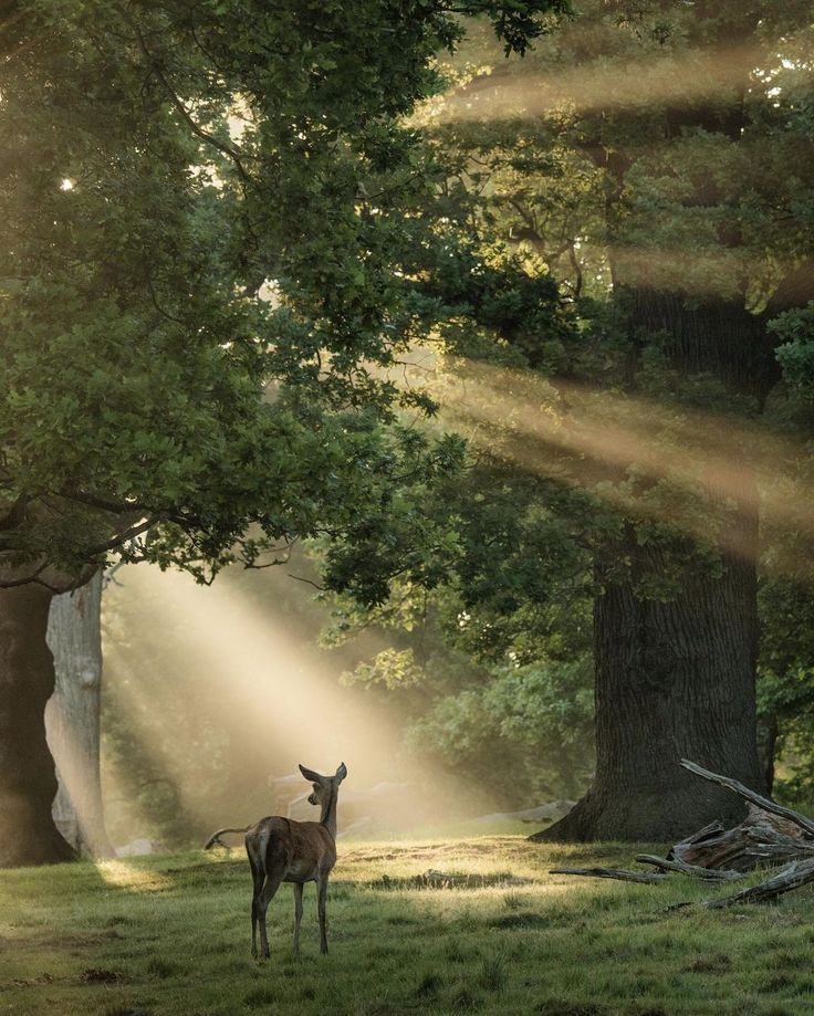 a deer standing in the middle of a forest with sunbeams shining down on it