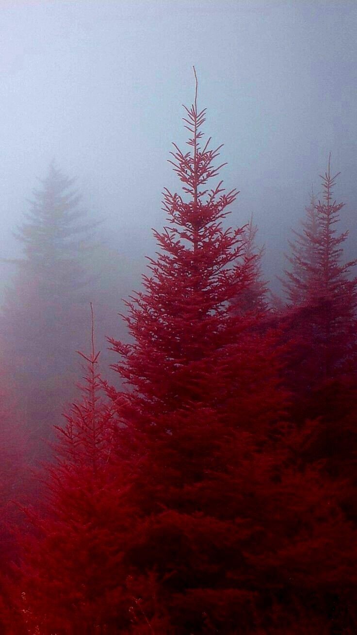 trees in the fog with red leaves on them