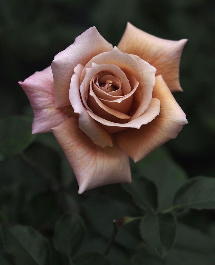 a pink rose with green leaves in the background