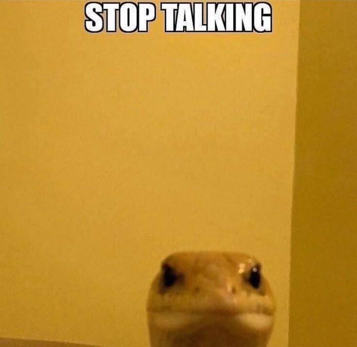 a lizard sitting on top of a table with the caption'stop talking '