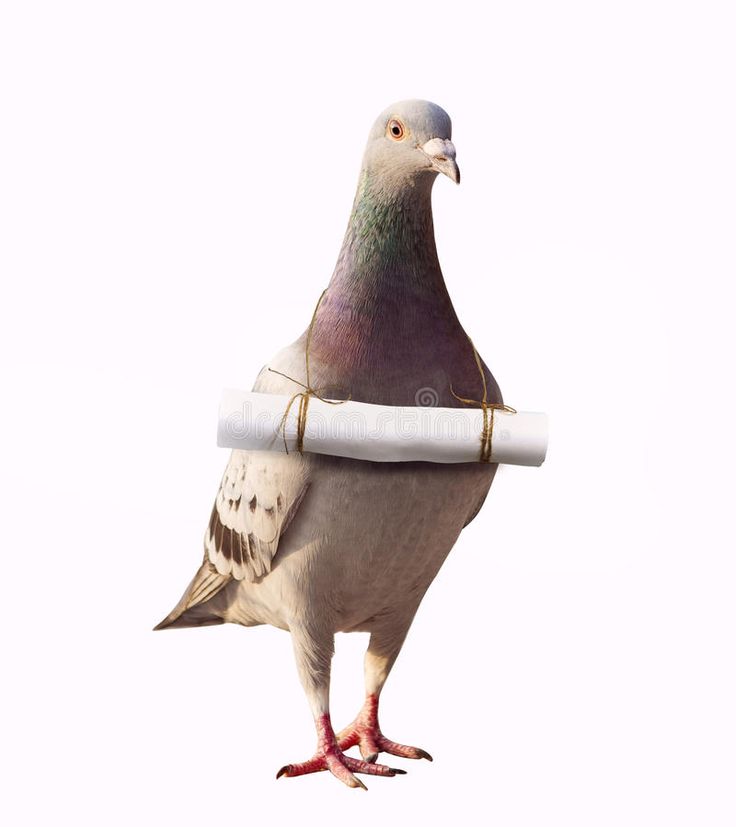 a pigeon is holding a rolled up piece of paper in it's beak and standing on its hind legs