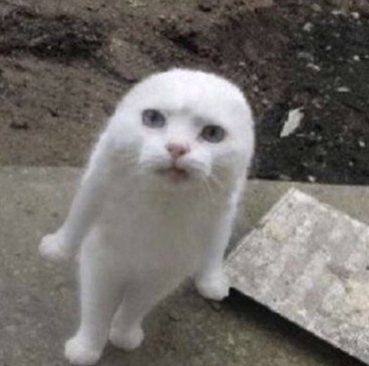 a white cat standing on top of a sidewalk next to a cement block and looking at the camera