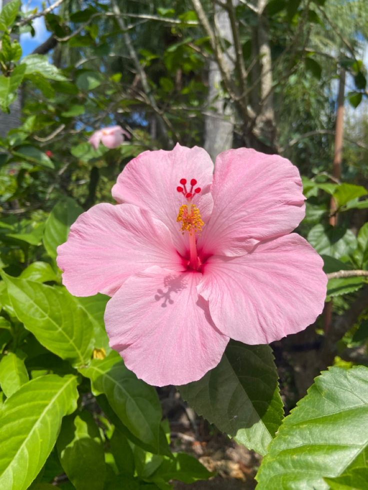 a pink flower is blooming in the middle of some green leaves and trees on a sunny day