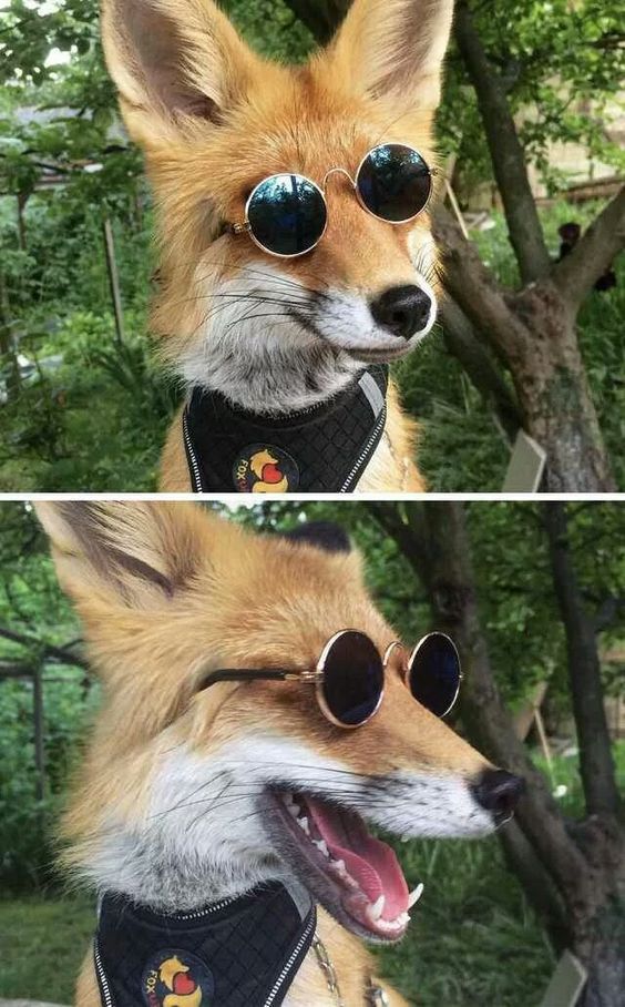 two pictures of a dog wearing sunglasses