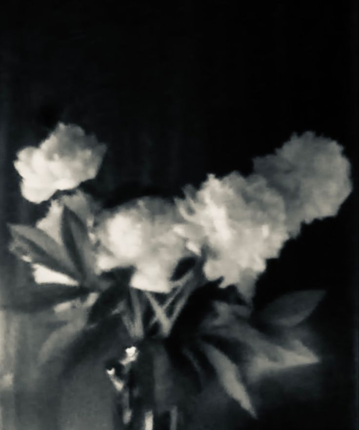 a black and white photo of flowers in a vase