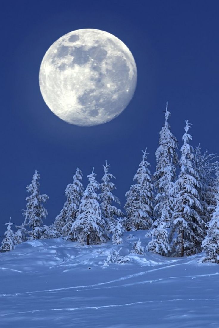 the full moon shines brightly above snow covered trees