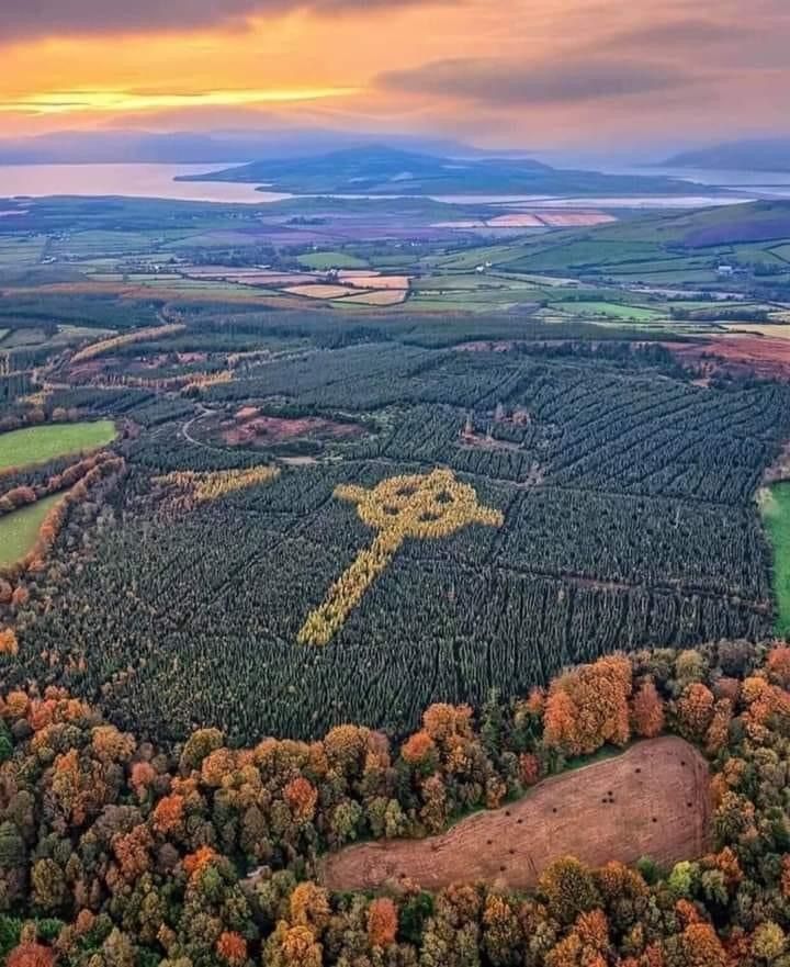 an aerial view of a large tree covered forest