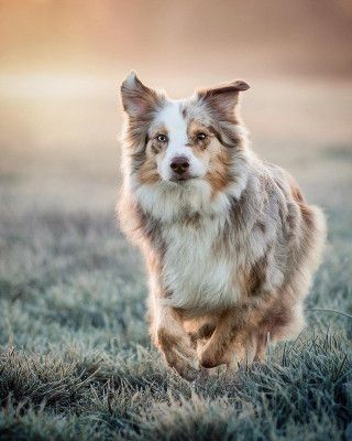 a brown and white dog running across a grass covered field