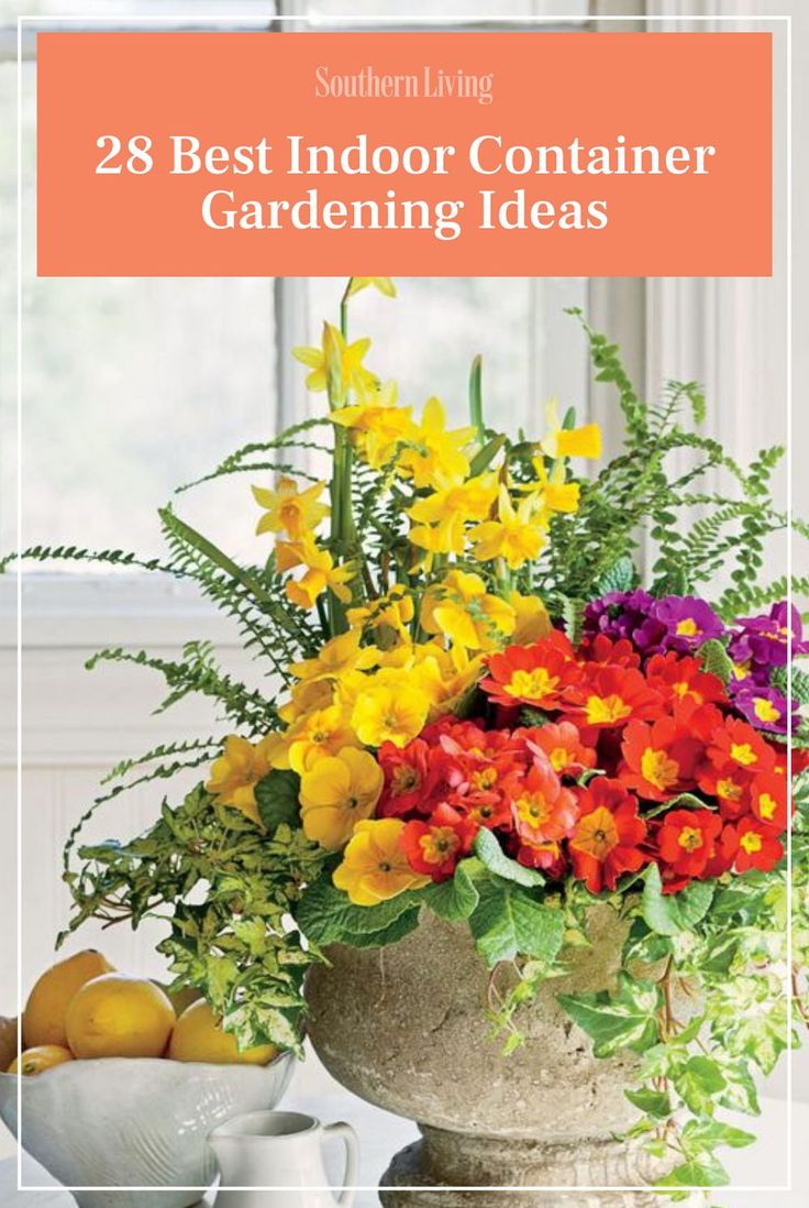 the best indoor container gardening ideas