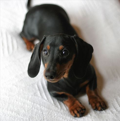 a black and brown dachshund sitting on top of a white bed sheet