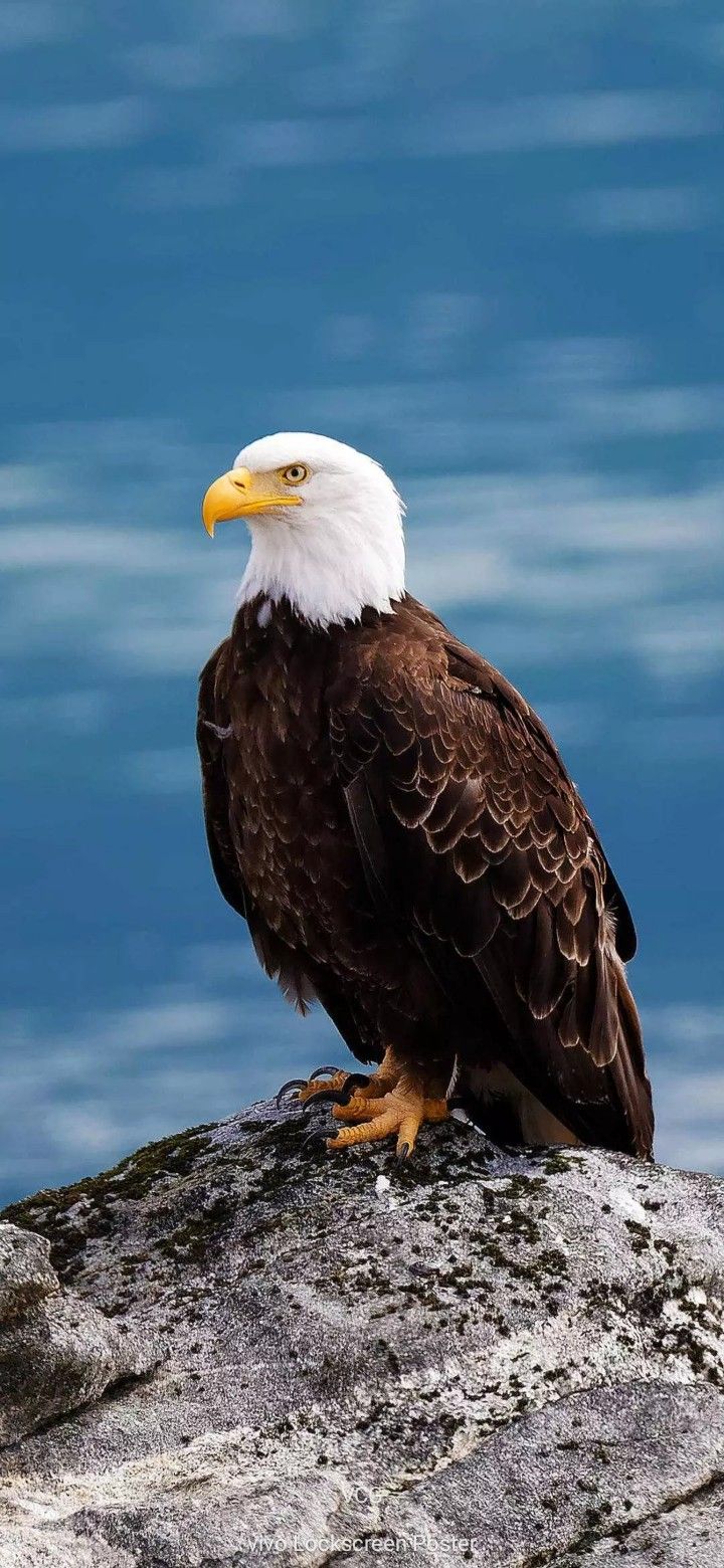 an eagle sitting on top of a rock next to the ocean in front of blue water