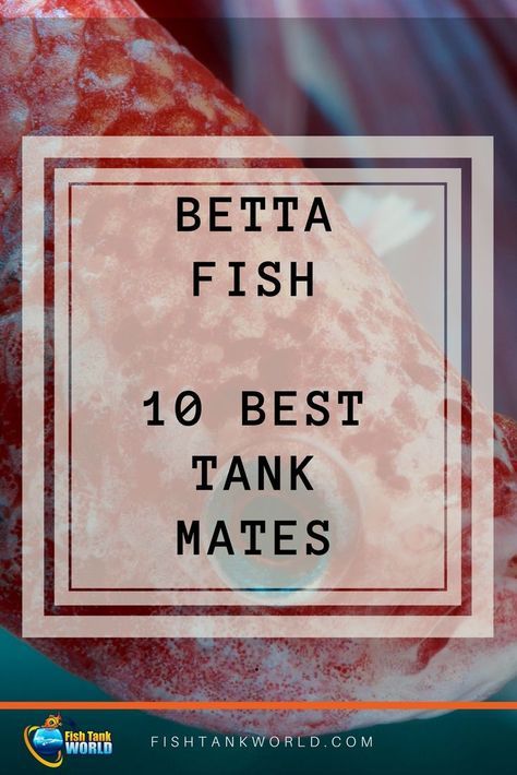 the words betta fish 10 best tank mates in front of an image of a red object