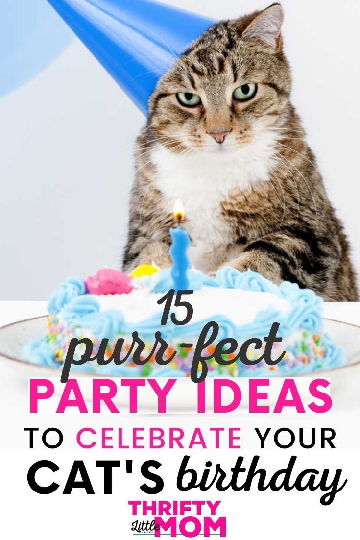 a cat sitting in front of a birthday cake with the words, 15 purrfect party ideas to celebrate your cat's birthday