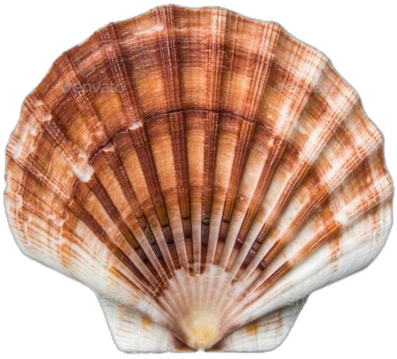 an image of a seashell on a white background with clipping path to the bottom