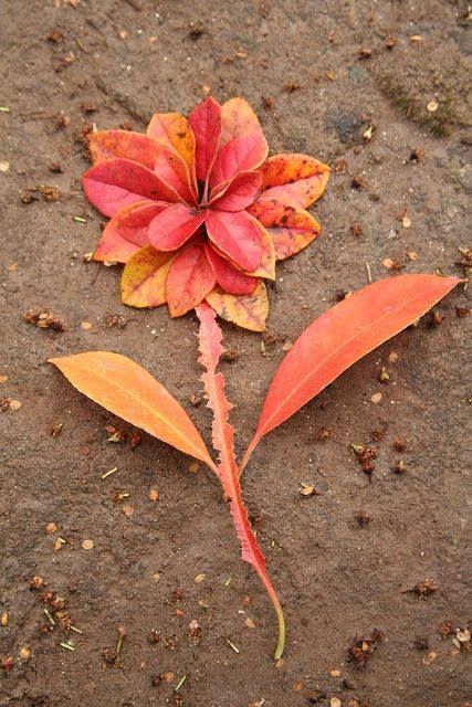 an orange and red leaf laying on the ground