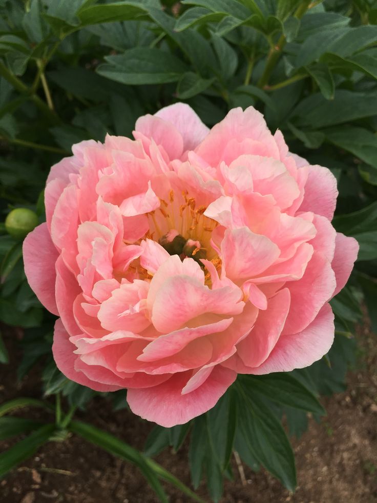 a large pink flower in the middle of some green leaves and dirt floored area