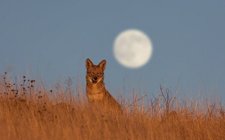 a fox sitting in the tall grass looking at the camera with a full moon behind it