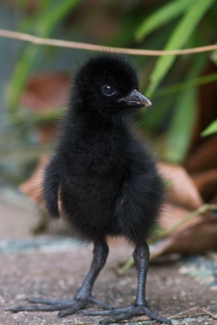 a small black bird standing on top of a cement ground next to green plants and leaves