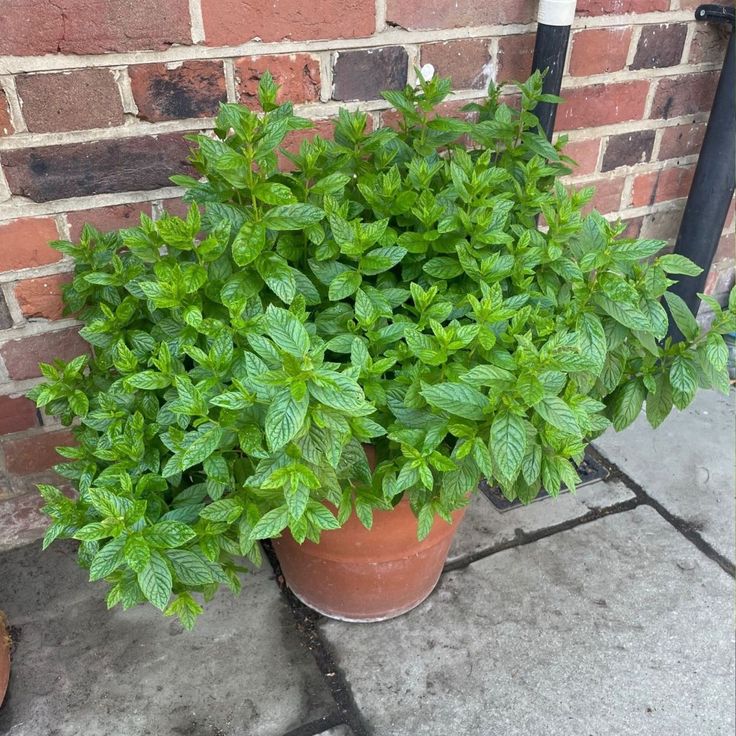 a potted plant with green leaves on the ground next to a brick wall and pipe