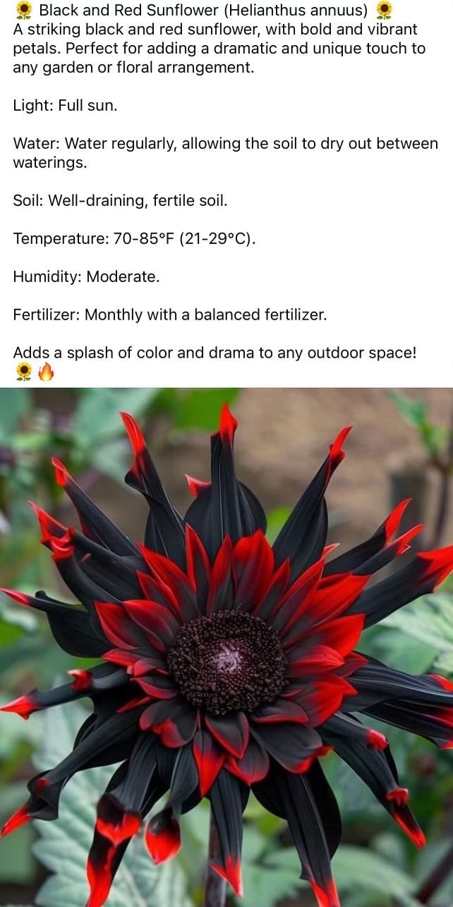 a red and black flower sitting on top of a lush green field