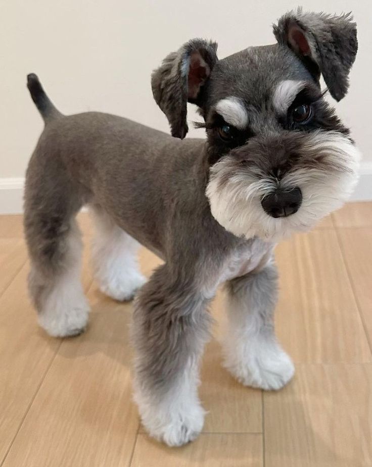 a small gray and white dog standing on top of a wooden floor