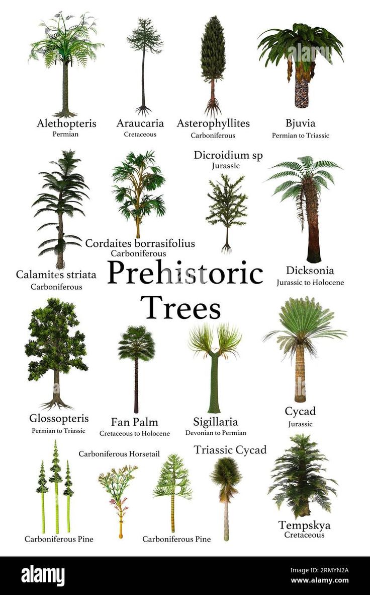 the different types of trees and their names