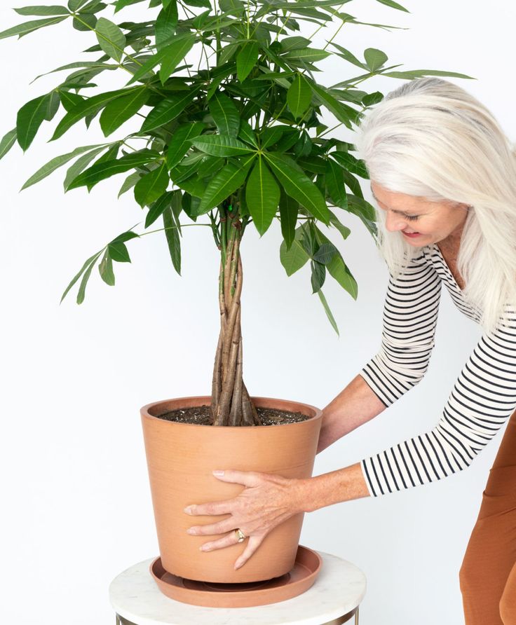 The 8 Best Feng Shui Plants For the Home | Bloomscape Money Tree Plant Care, Chinese Money Tree, Feng Shui Plants, Indoor Tropical Plants, Money Tree Plant, Pachira Aquatica, Tree Pot, Plant Care Houseplant, Money Plant