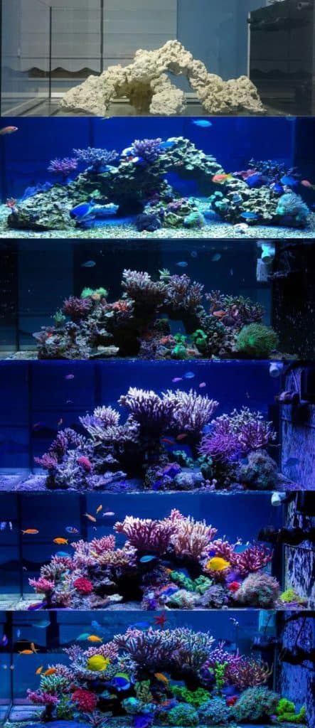 a large aquarium filled with lots of different types of fish and corals in it