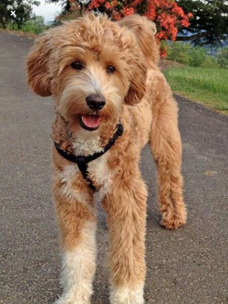 a small brown dog standing on top of a road