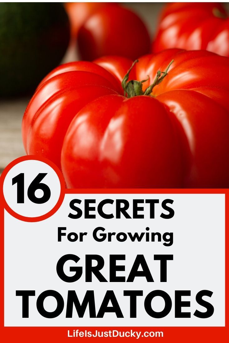 tomatoes with the words 16 secrets for growing great tomatoes