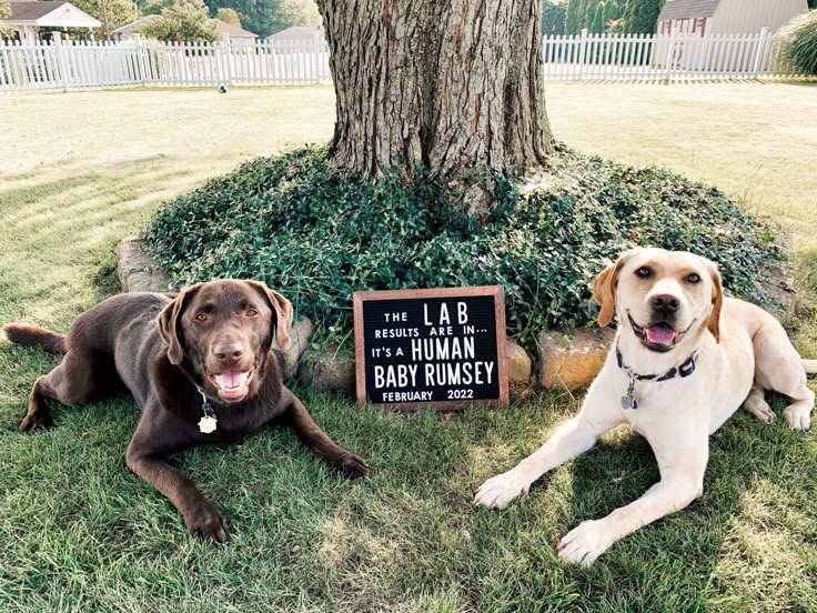 Baby announcement with lab dogs, “the lab results are in…it’s a human baby Rumsey February 2022” Lab Results Are In Baby Announcement, Baby Announcement Dog, Baby Announcement With Dogs, Baby Announcement With Dog, Dog Baby Announcement, Dog Pregnancy Announcement, Baby Announcement Pictures, Baby Announcement Photos, Human Babies