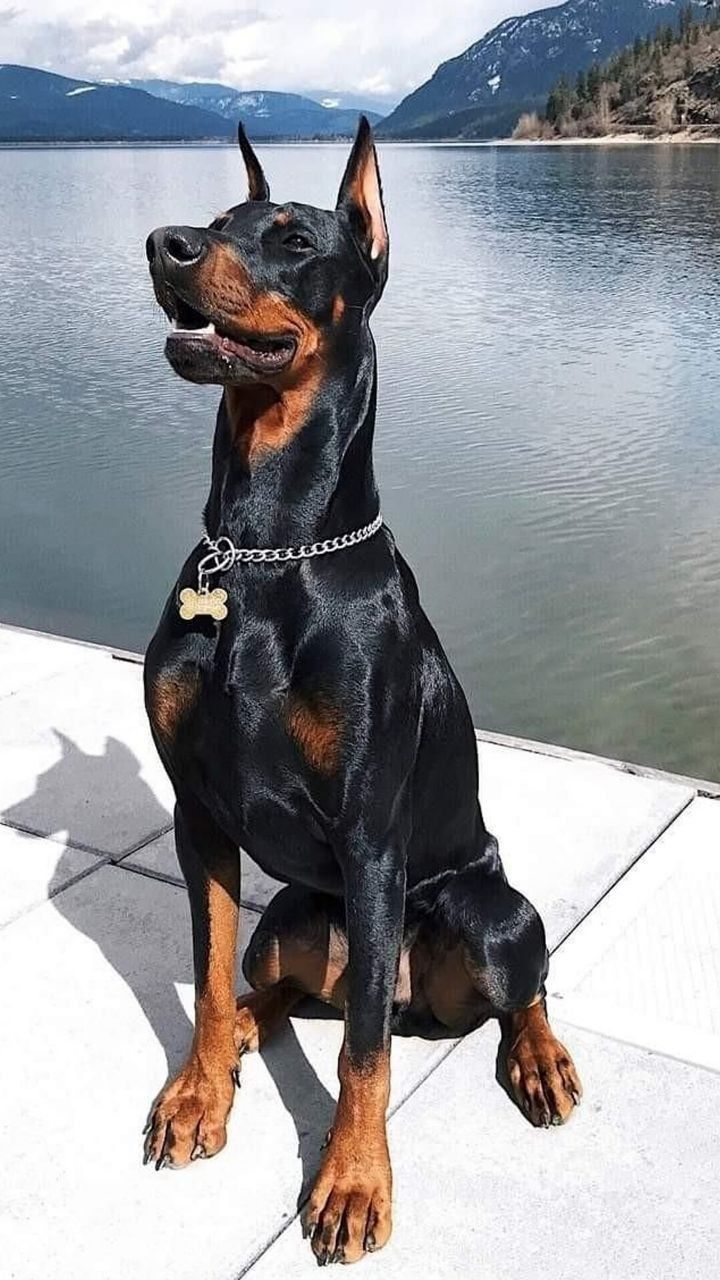 a black and brown dog sitting on top of a pier next to the water with mountains in the background