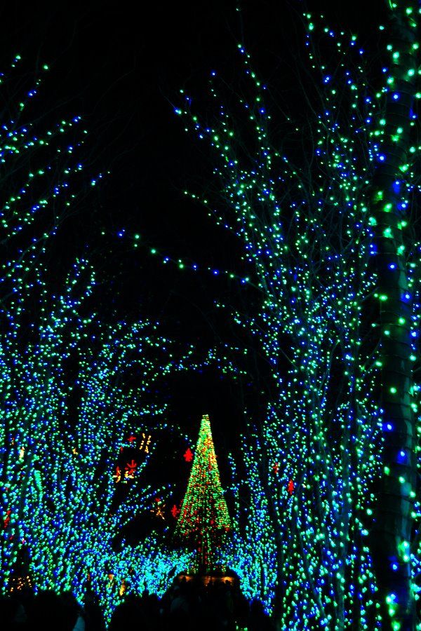 the trees are lit up with blue and green lights