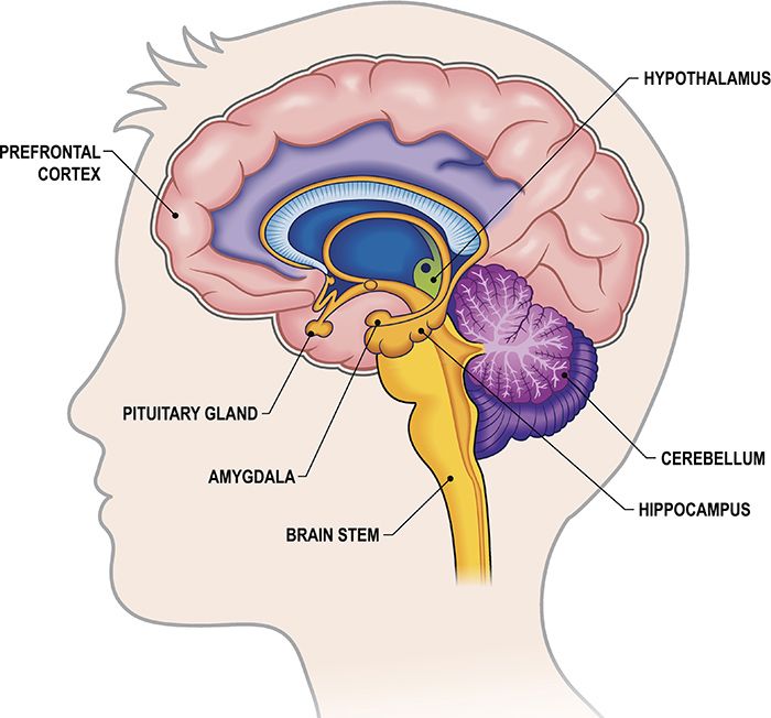 the structure of the human brain and its major structures, including the cerebellum