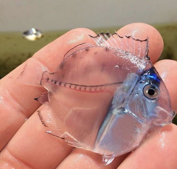 a small plastic fish in the palm of someone's hand