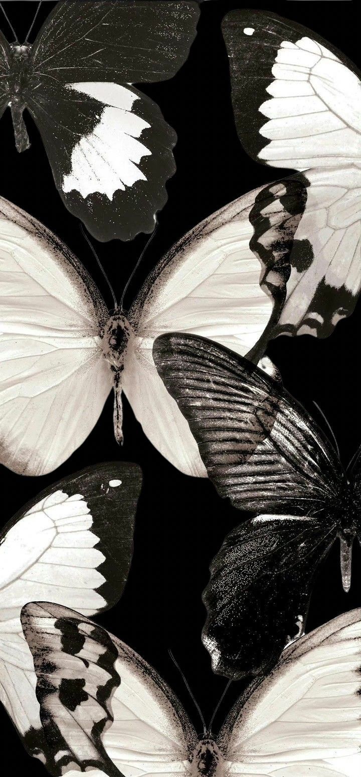 black and white butterflies flying through the air