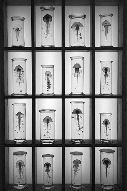 a display case filled with lots of different types of jellyfish in glass jars on top of wooden shelves