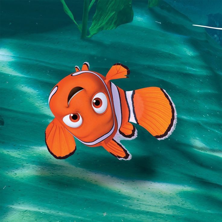 an orange clown fish swimming in the ocean