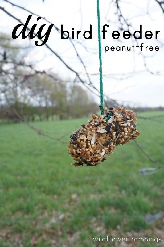 a bird feeder hanging from a tree branch with the words diy bird feeder on it