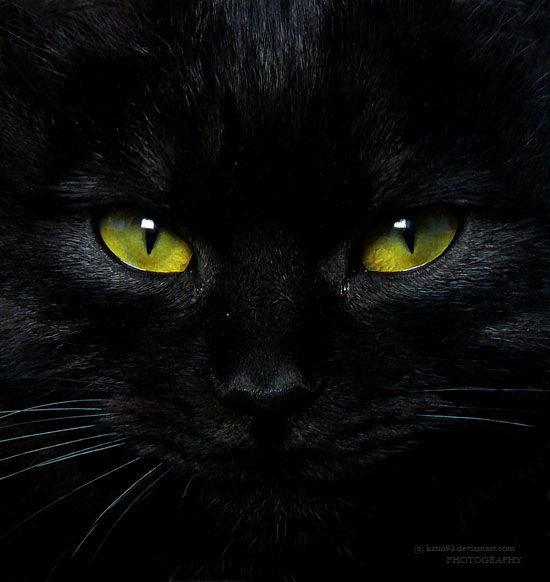 a black cat with bright yellow eyes looking at the camera while it's dark