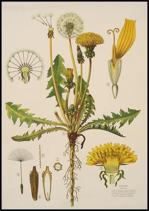 an illustration of various flowers and plants in the wild, including dandelions with leaves