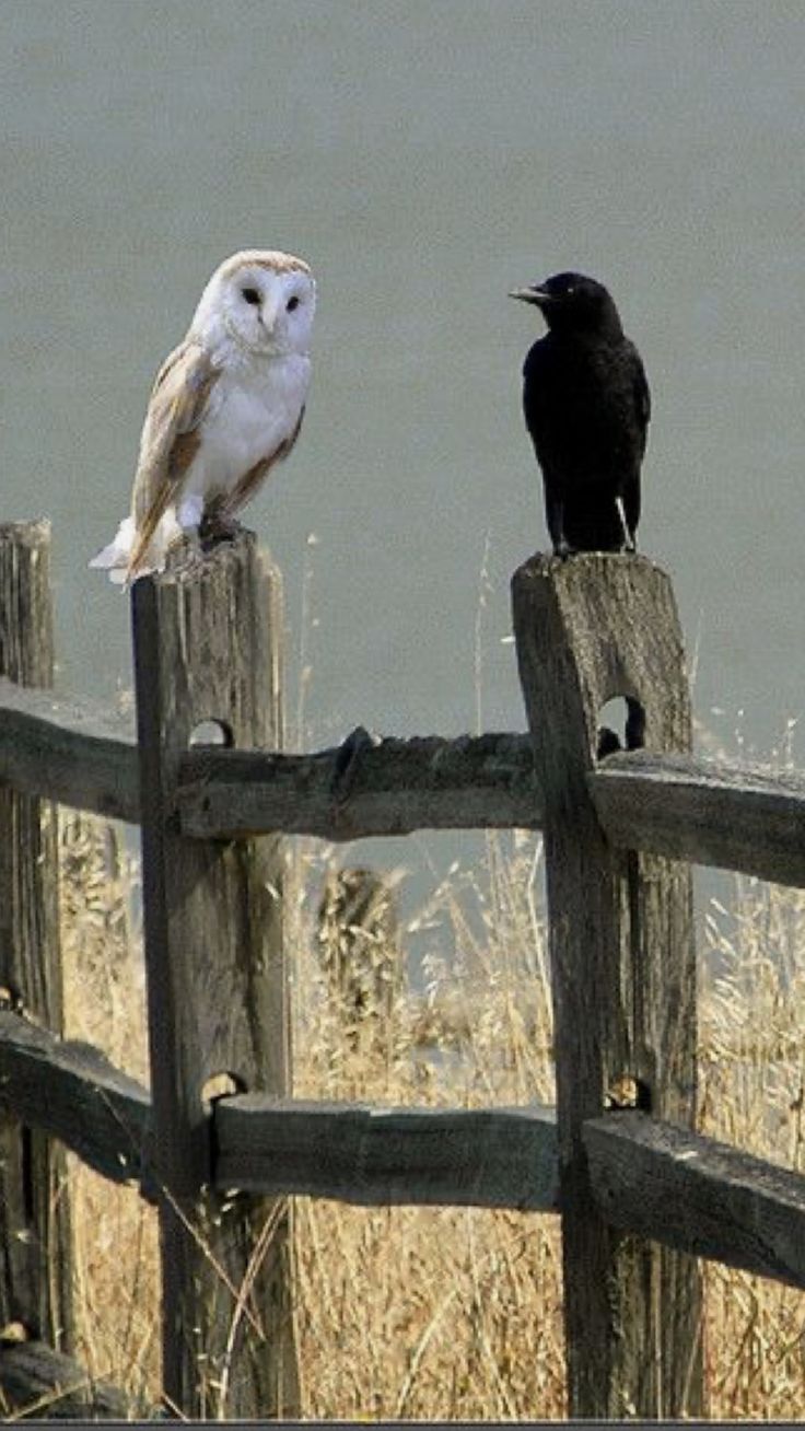 two black and white birds sitting on top of a wooden fence